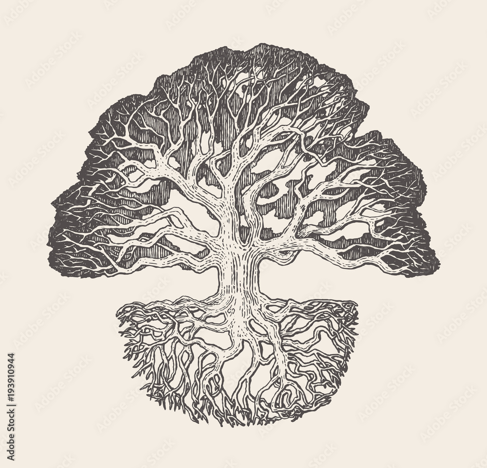 Old oak tree root system drawn vector illustration