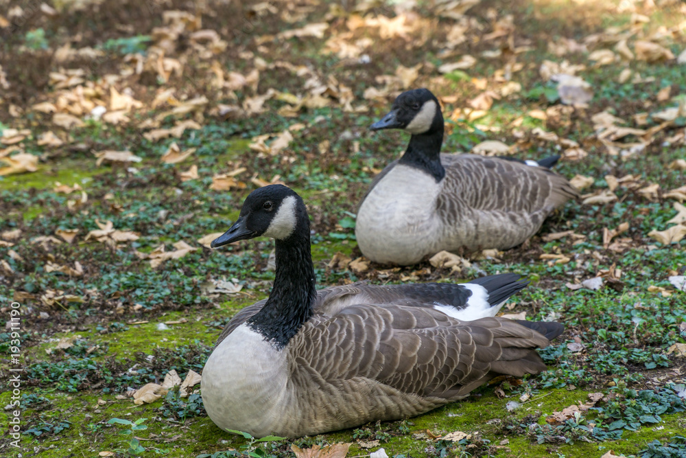 Canadian goose Canadian goose