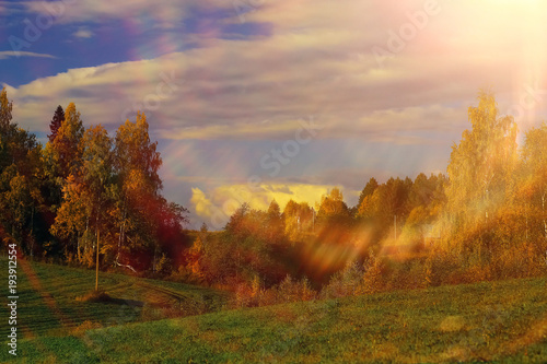 Autumn forest with multicolored foliage