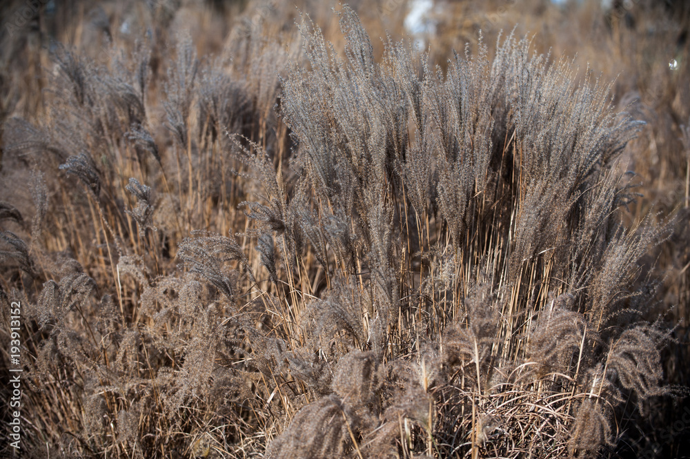 Fototapeta premium trawa