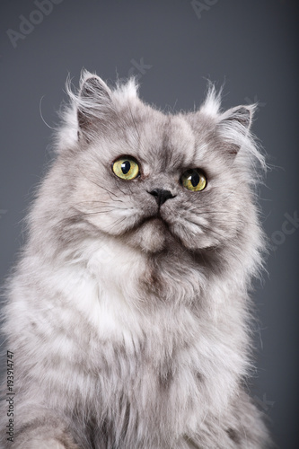 Beautiful gray Persian cat
