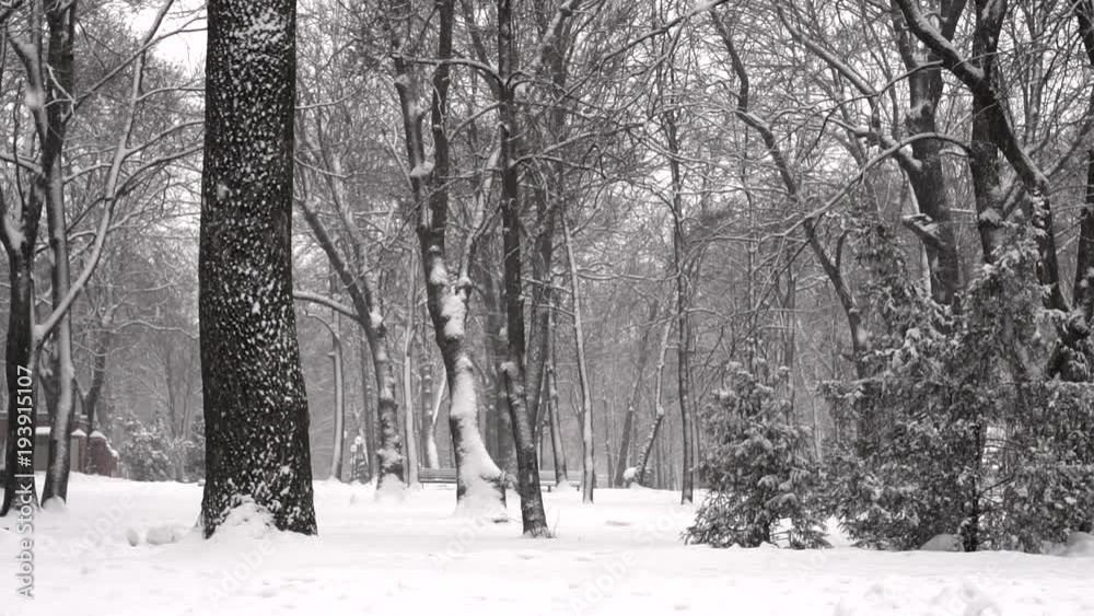 Falling snow in a winter park in slow motion Falling snow in a winter park in slow motion
