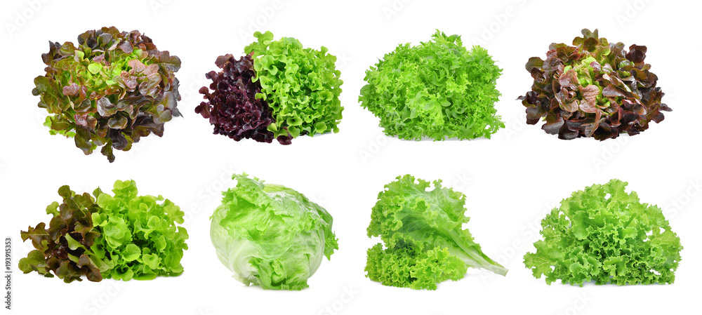 set of lettuce vegetable isolated on white background - obrazy, fototapety, plakaty 
