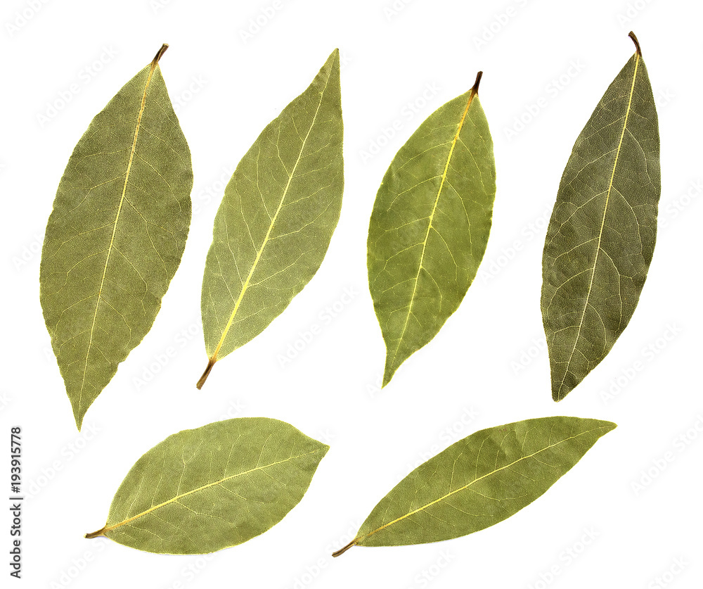 Fototapeta premium Bay leaves isolated on white background