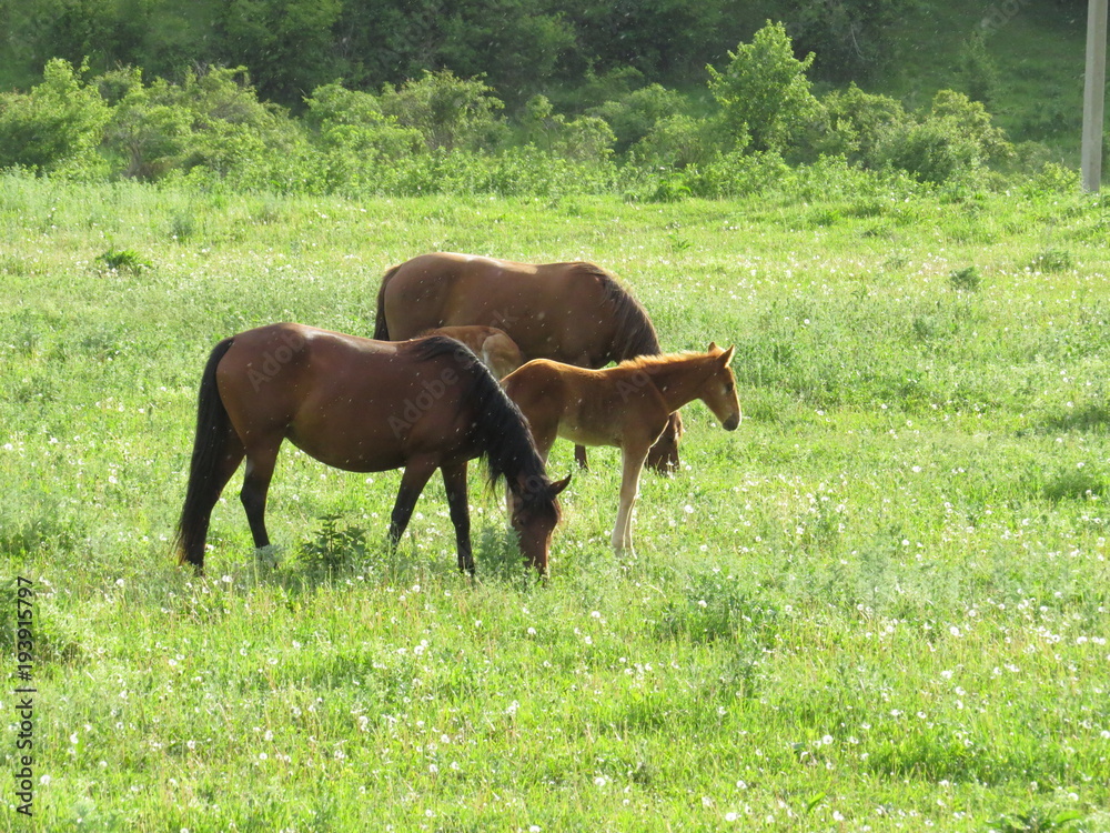 Horses in the meadow in the gorge of the North Caucasus