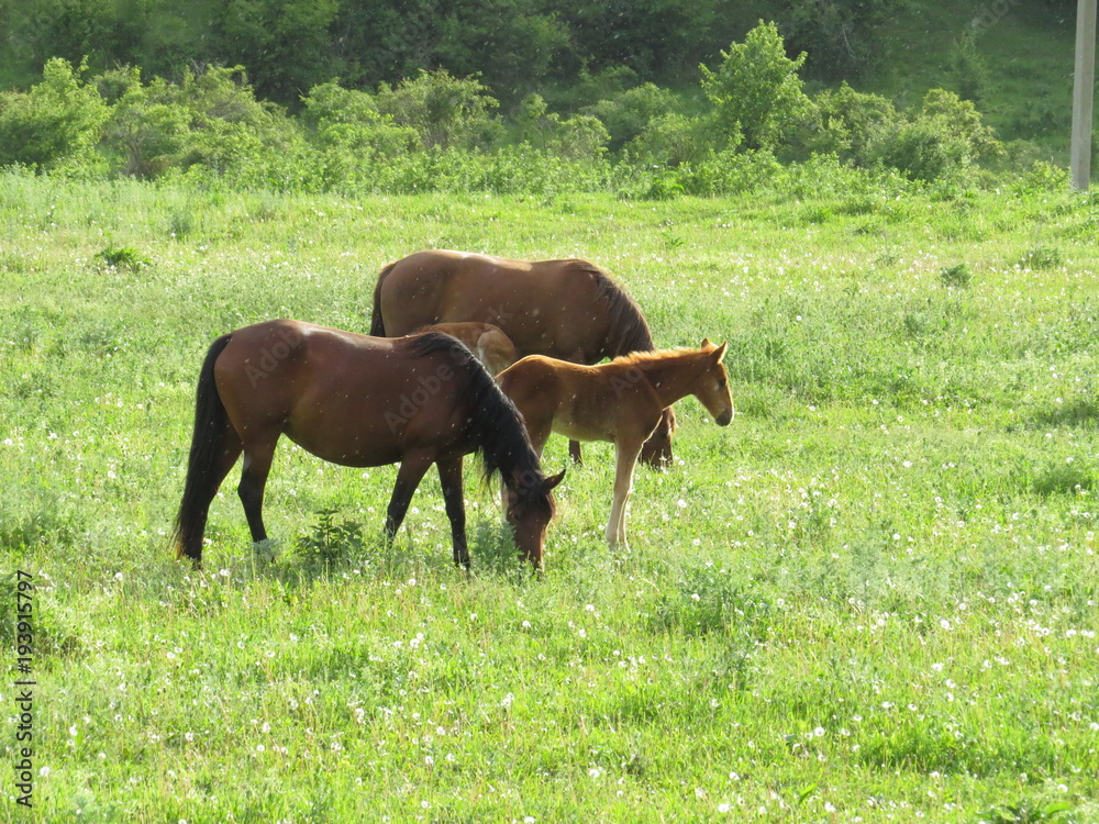 Horses in the meadow in the gorge of the North Caucasus Horses in the meadow in the gorge of the North Caucasus