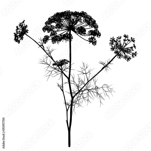 Dill silhouette isolated on white.