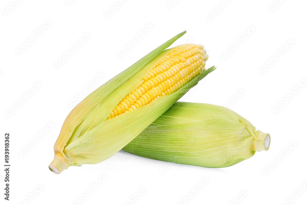 fresh raw corn cob isolated on white background fresh raw corn cob isolated on white background