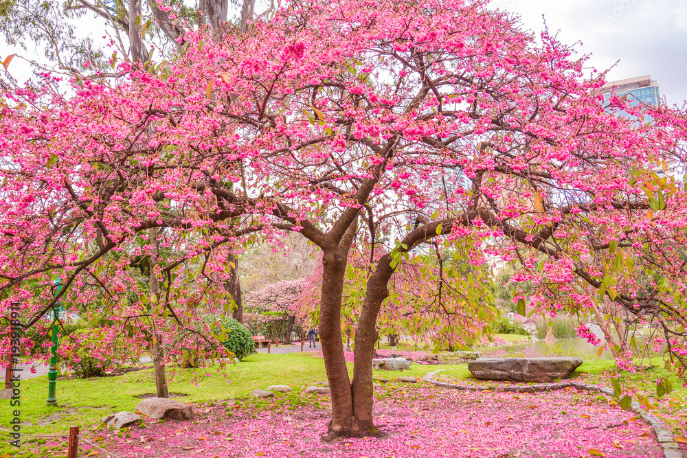 Naklejka premium Azale a Tree at Japanese Garden of Buenos Aires, Argentina