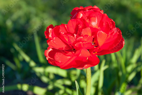 spring flower red tulip flowering in garden