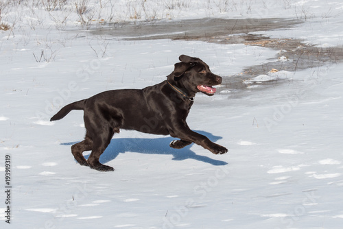 Labrador Junghund rennt durch Schnee