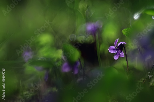 summer background flowers nature / beautiful picture design background flowers in the field © kichigin19