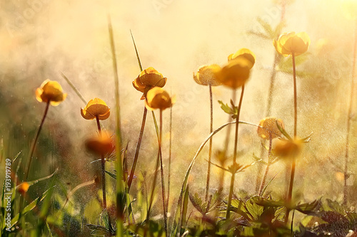 nature background flowers yellow / beautiful spring nature photo, tinted vintage flowers design
