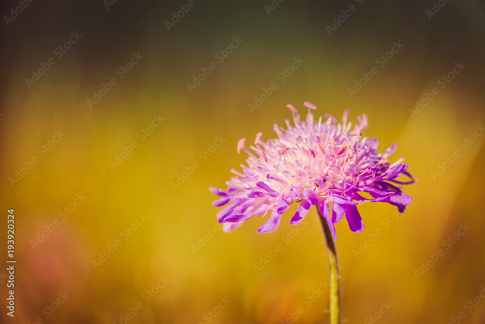 Wild Violet Flower