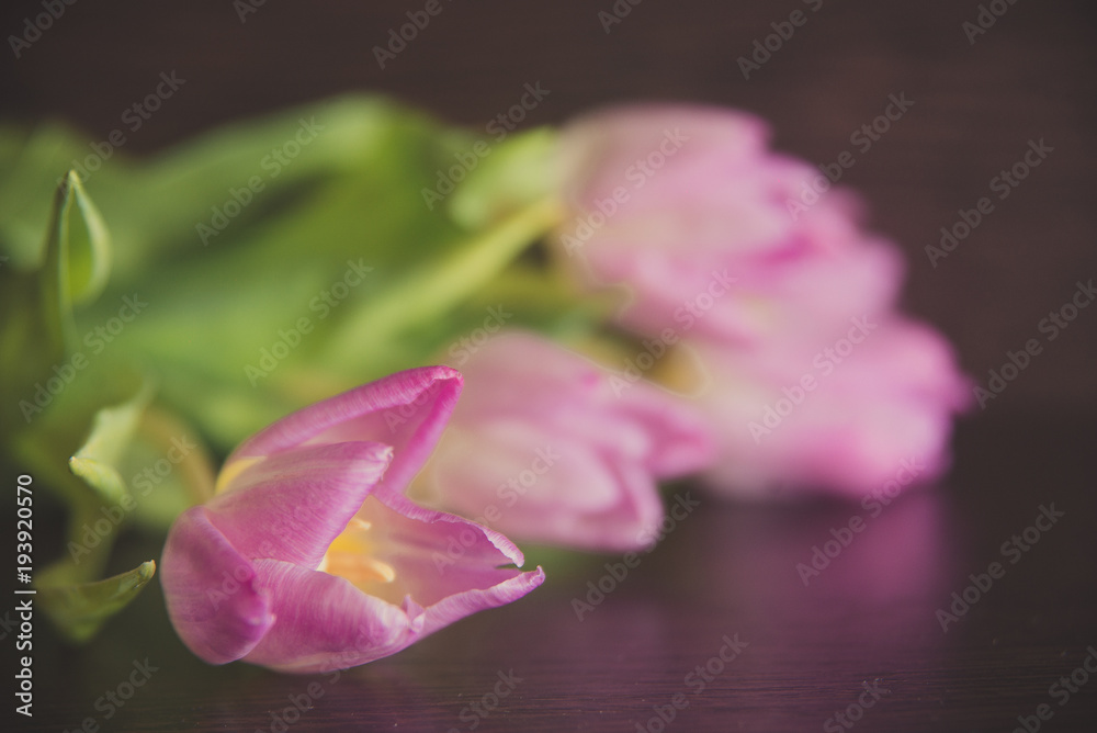bouquet of tulips on a dark background bouquet of tulips on a dark background