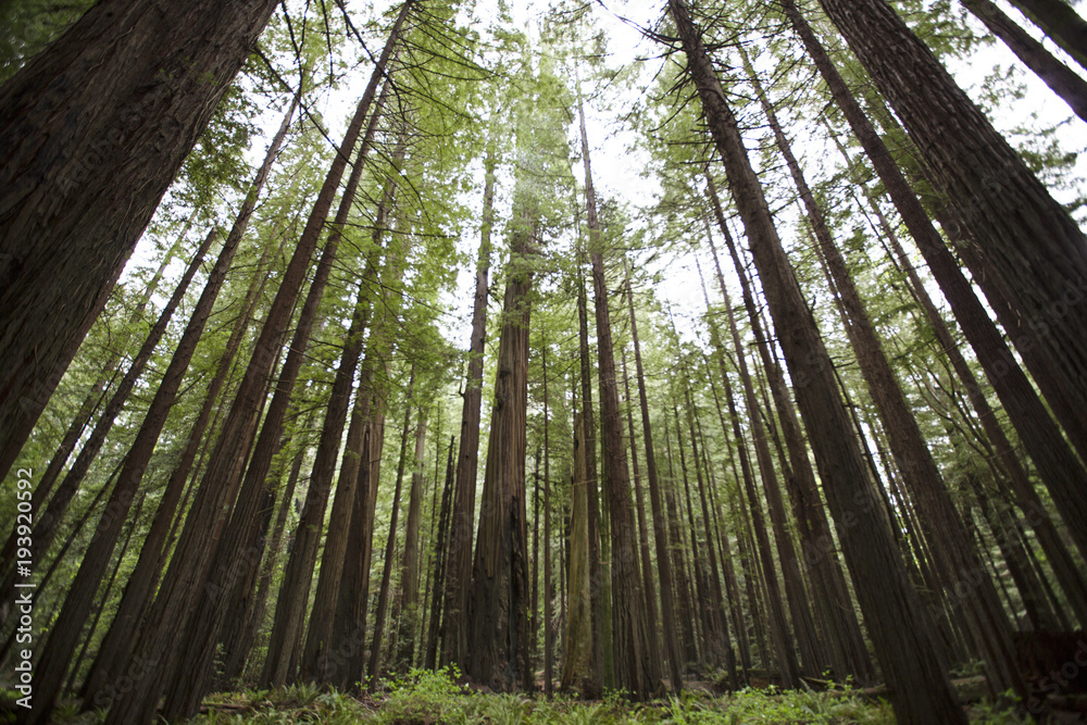 Tall trees in the redwood forest