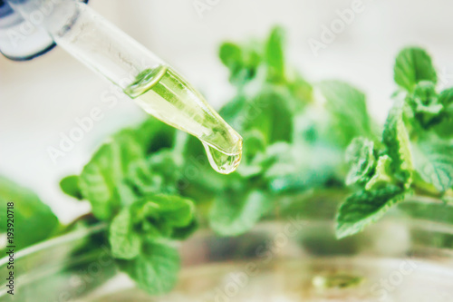 Mint extract. Medicinal plants. Selective focus.   photo