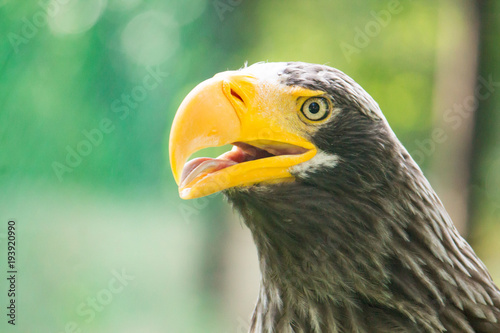 yellow-billed eagle closeup with its mouth open
