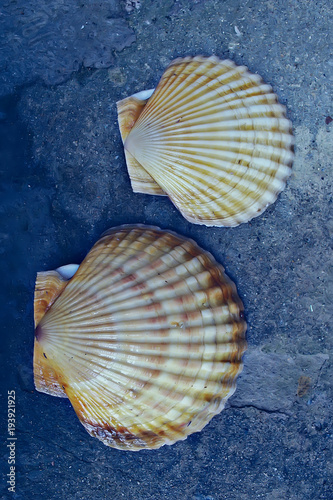 scallop shell sea food