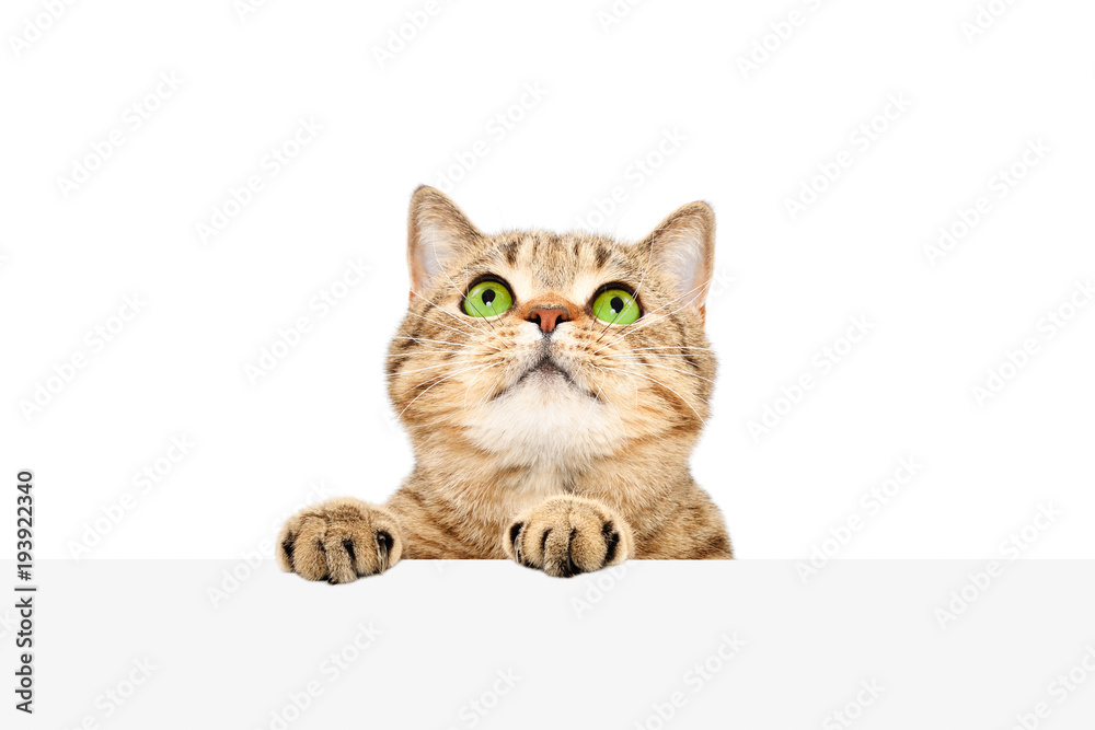 Fototapeta premium Funny Scottish Straight cat, peeking from behind a banner, isolated on white background