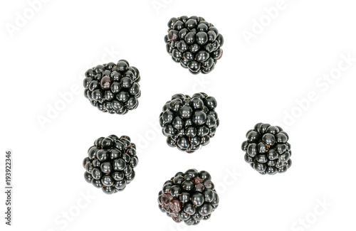Blackberry (Rubus fruticosus) isolated on white 