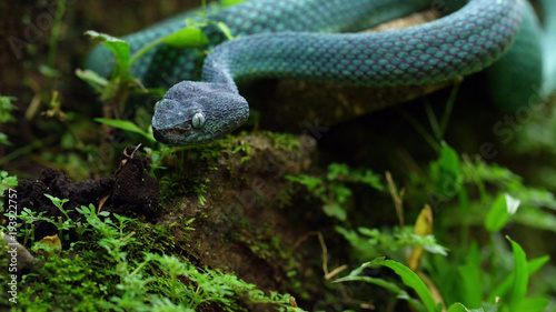 Blue snake in the grass photo