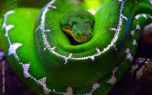 Wallpaper Mural Green snake on a branch Torontodigital.ca