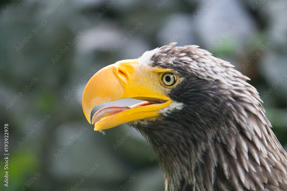 yellow-billed eagle closeup with its mouth open yellow-billed eagle closeup with its mouth open