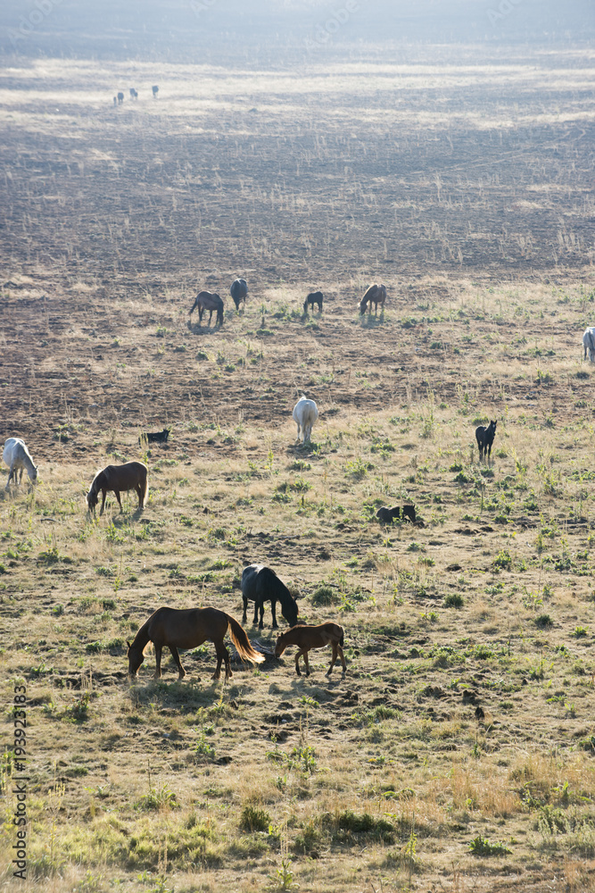 Fototapeta premium Cavalli al pascolo a Campo imperatore in Abruzzo