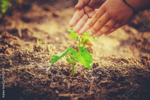 caring for a new life. Watering young plants. The child's hands. Selective focus.   photo