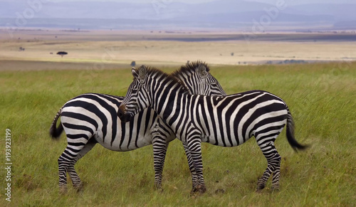 Two zebras in the field