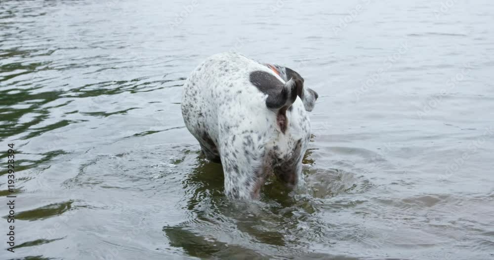 Dog wading through shallow water from behind - slow motion Dog wading through shallow water from behind - slow motion