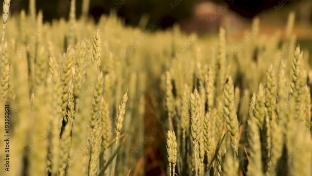 Spikelets of wheat on the field, light breeze. close up Spikelets of wheat on the field, light breeze. close up