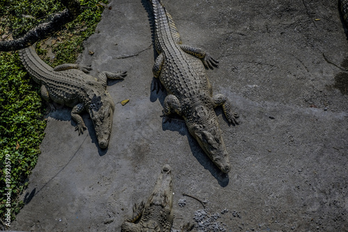 Crocodiles kept in the zoo