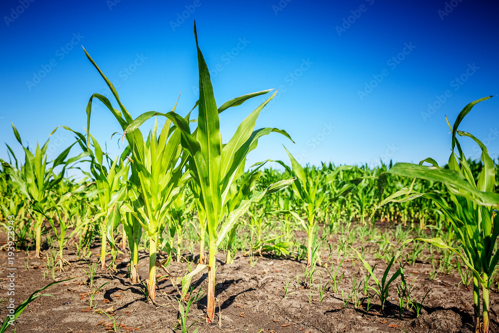 Obraz premium Young green corn field