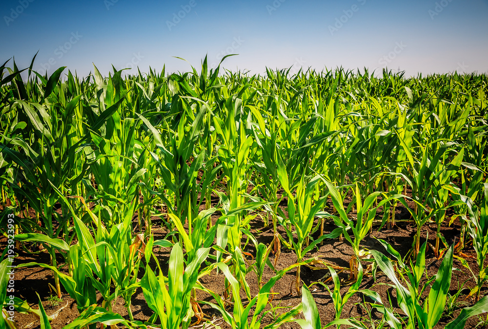 Young green corn field