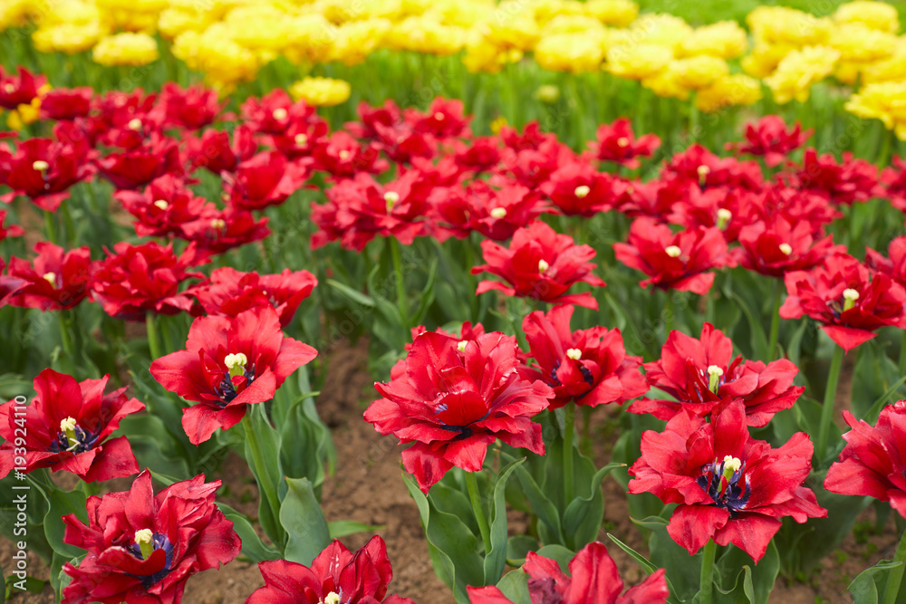 red tulips red tulips