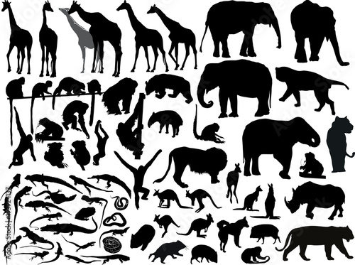 isolated south animals black silhouettes