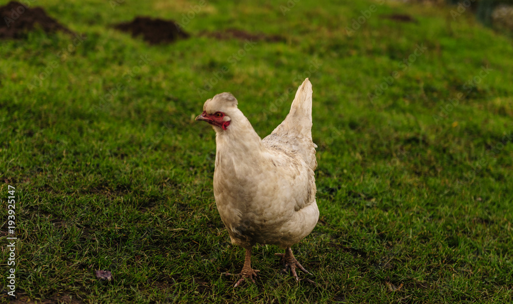 Chicken Walking freely