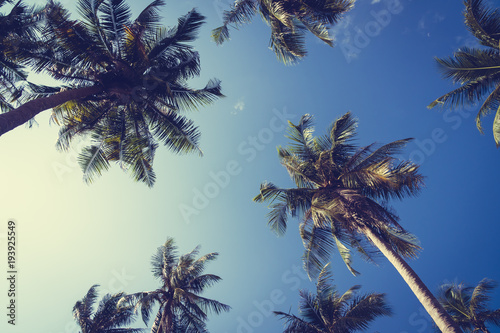 Coconut palm tree on sky