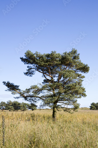 Kiefer, (Pinus), Nationalpark Vorpommersche Boddenlandschaft, Darss, Darsser Ort, Fischland-Darß-Zingst, Mecklenburg-Vorpommern, Deutschland