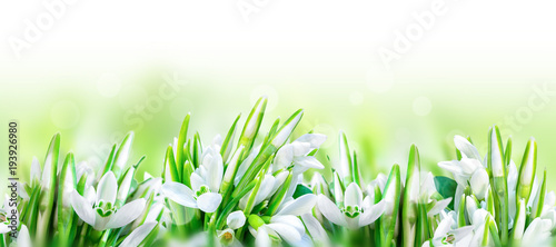 Beautiful snowdrops flower blossom isolated on white panorama background. Spr...