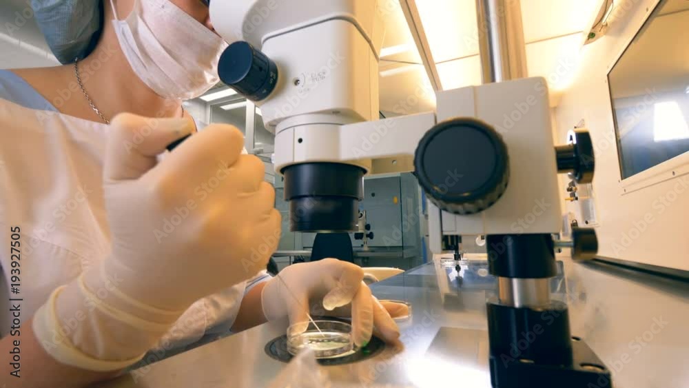In vitro fertilization perfoming. A female scientist is examining a sperm sample. IVF, eco, extracorporal fertilization perfoming.