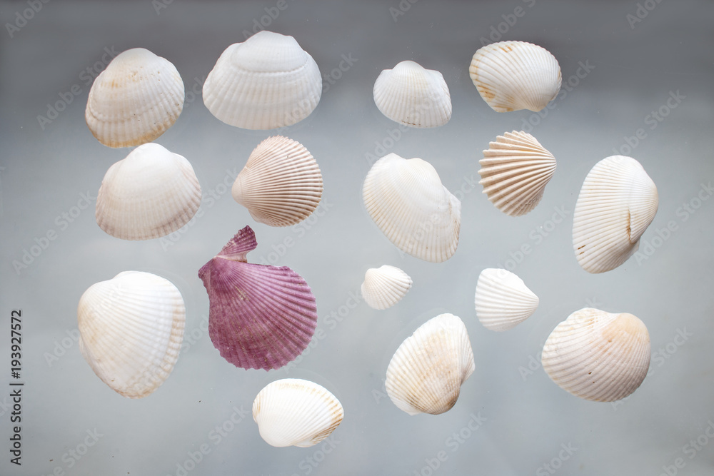 white and pink seashells white and pink seashells