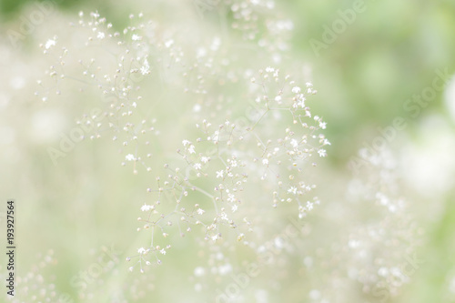 White gentle soft flowers on natural blurred green background. Wedding romantic concept.