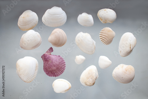 white and pink seashells