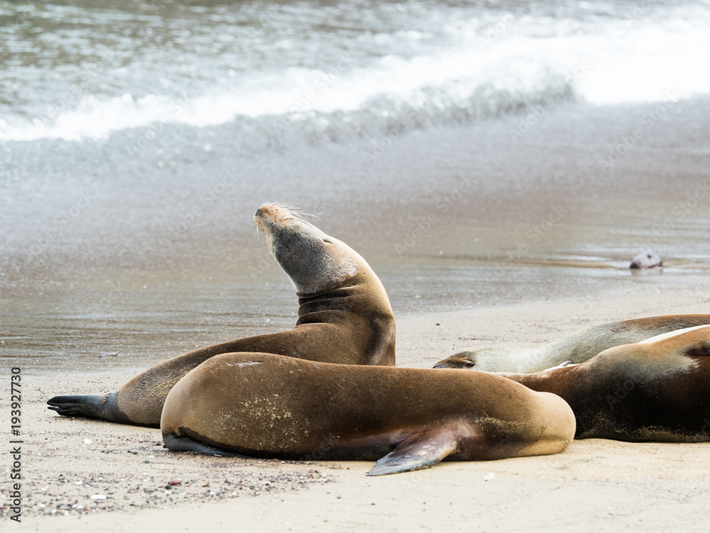 Obraz premium Sea Lion Arching, Galapagos Islands