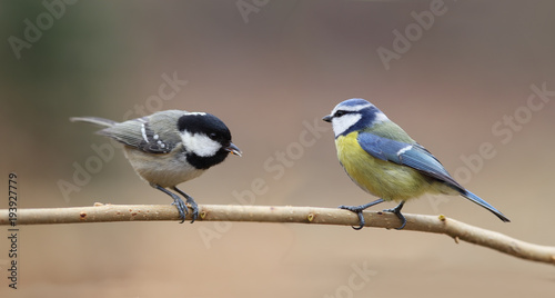 Blue tit and coal tit sitting opposite each other on a thin branch