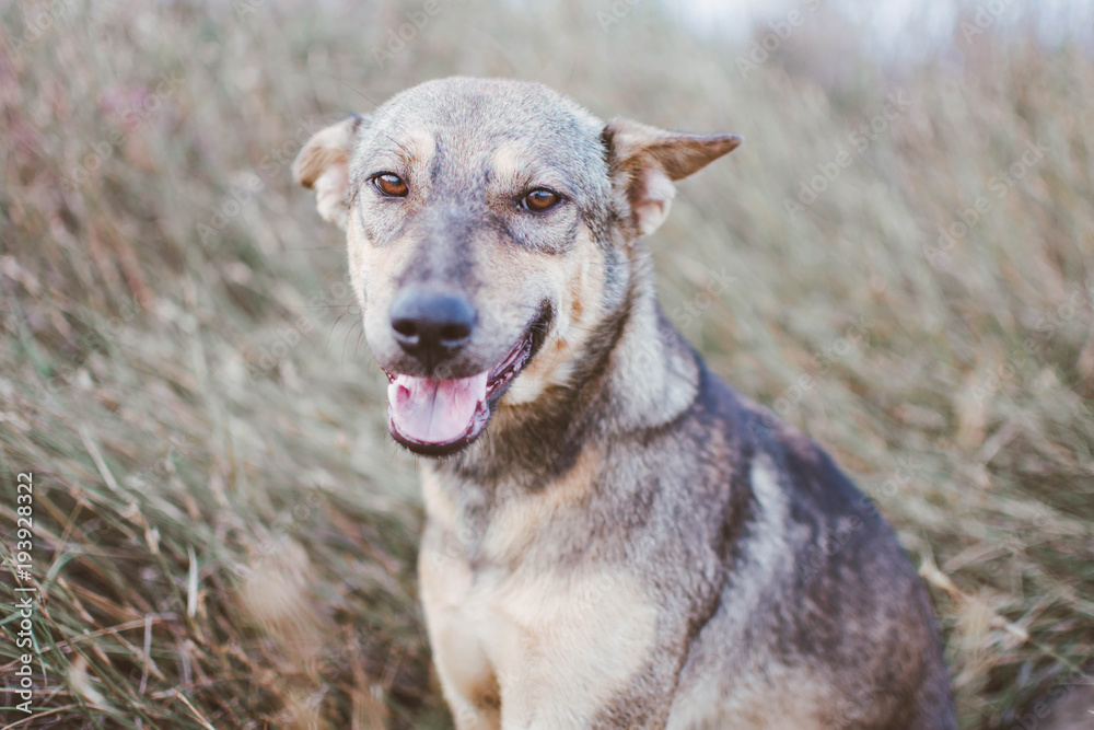 cute dog smile at camera on grass field. soft subject is blurred.