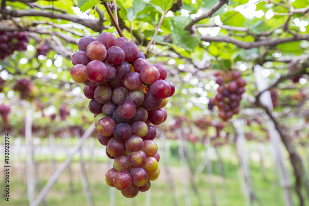 Ba Moi Vineyard in Ninh Thuan Province